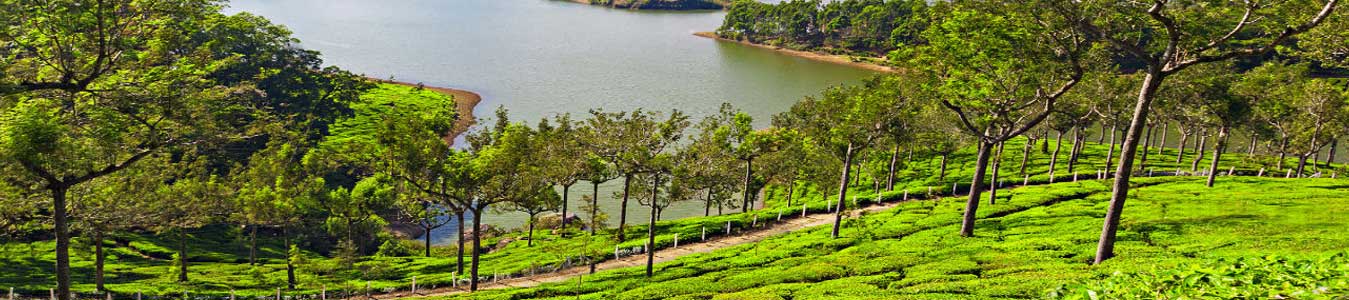 munnar resorts