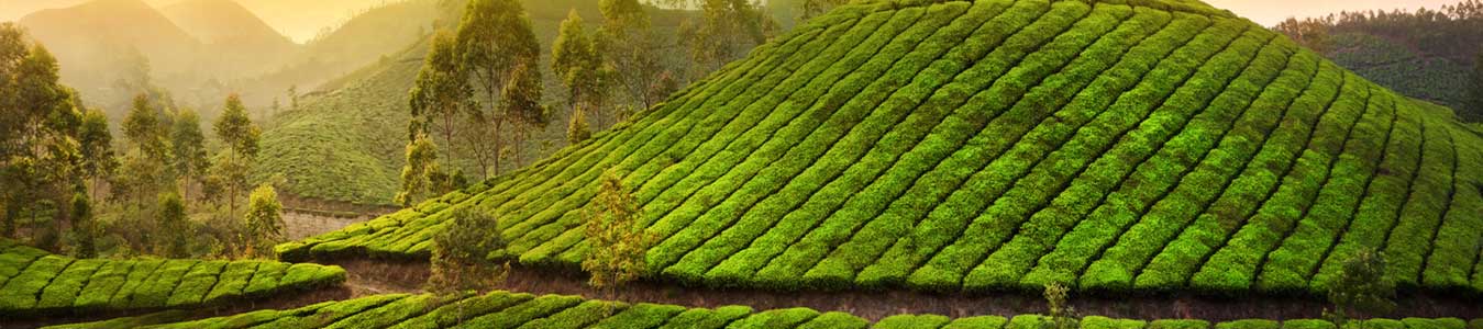 munnar resorts